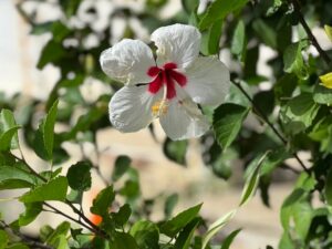 White hibiscus flower